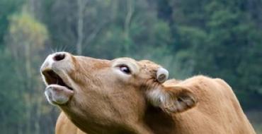 Das Geräusch einer Kuh.  Warum muhen Kühe?  Muhen einer Kuh: Volkszeichen